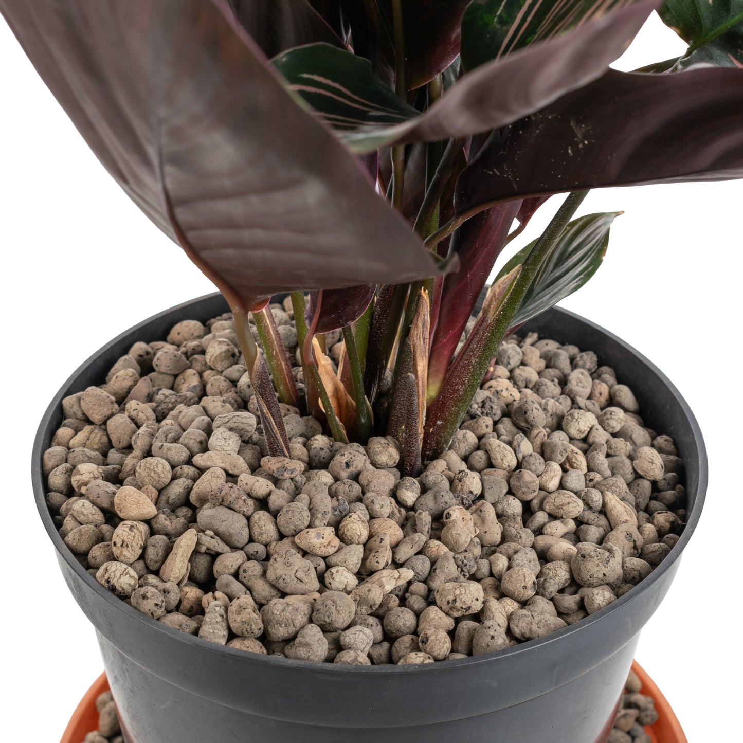 Clay Hydroponic Aggregate Pebbles, 4mm - 8mm