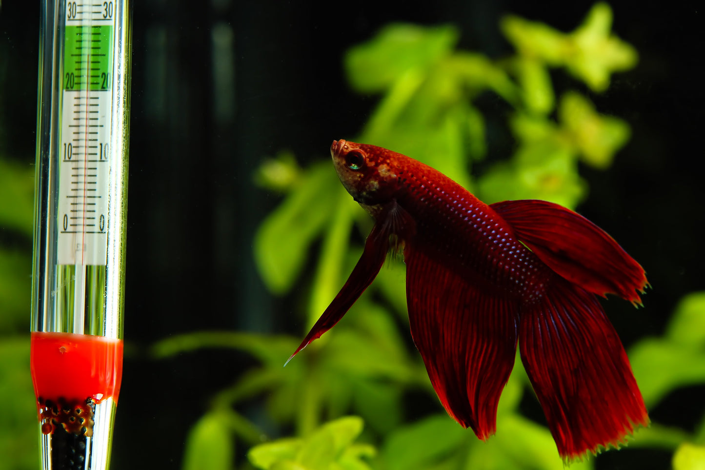 Glass Aquarium Thermometer with Suction Cup