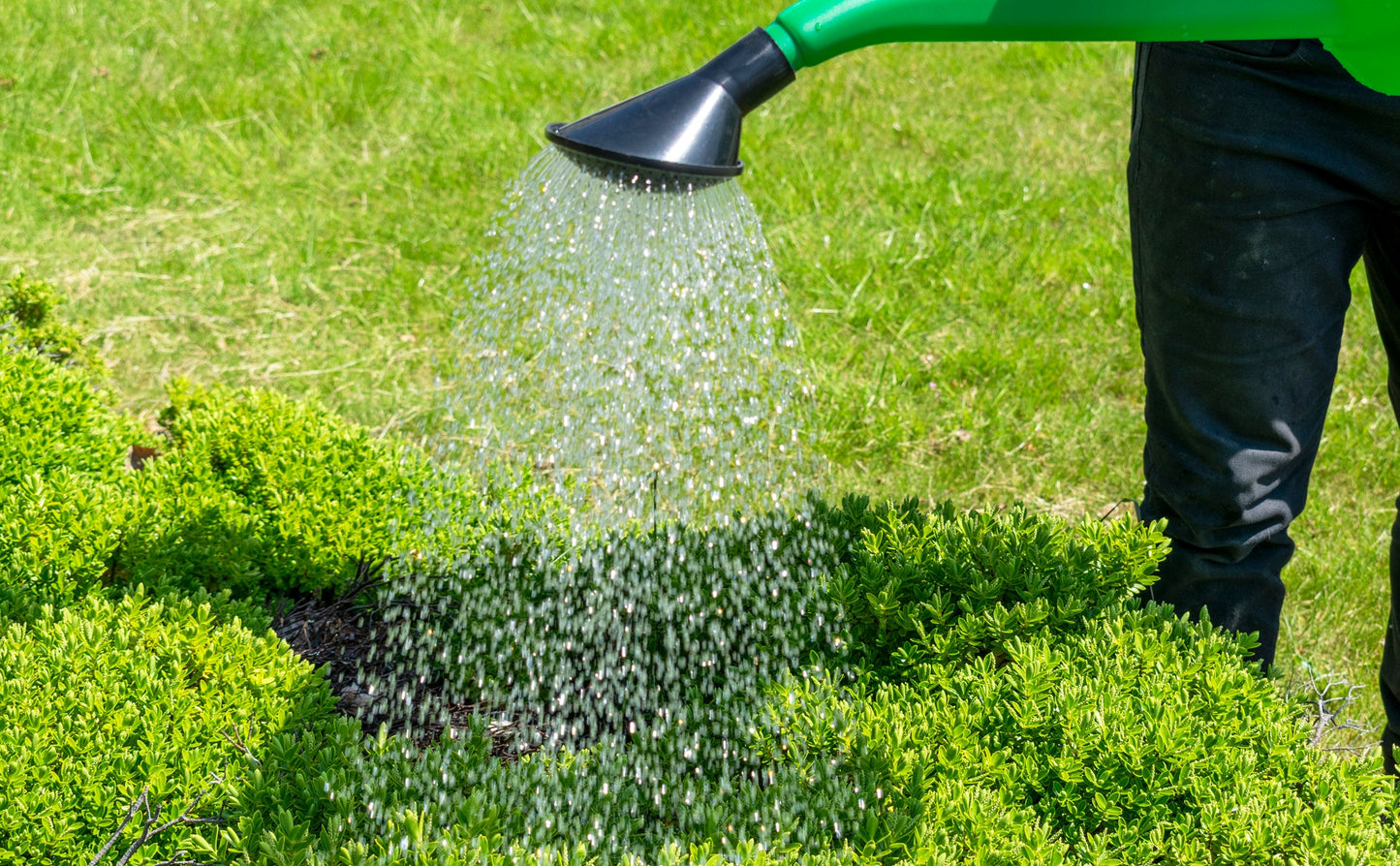 Green Plastic Garden Watering Can, 10 Litres