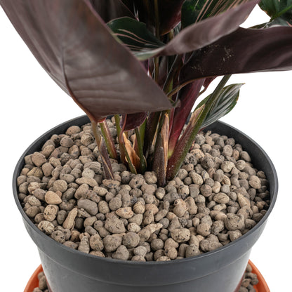 Clay Hydroponic Aggregate Pebbles, 4mm - 8mm