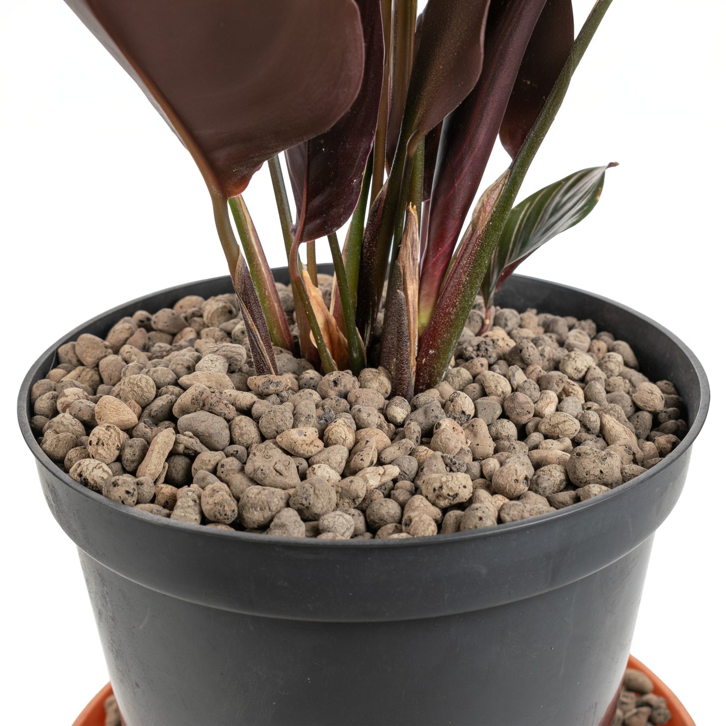 Clay Hydroponic Aggregate Pebbles, 4mm - 8mm