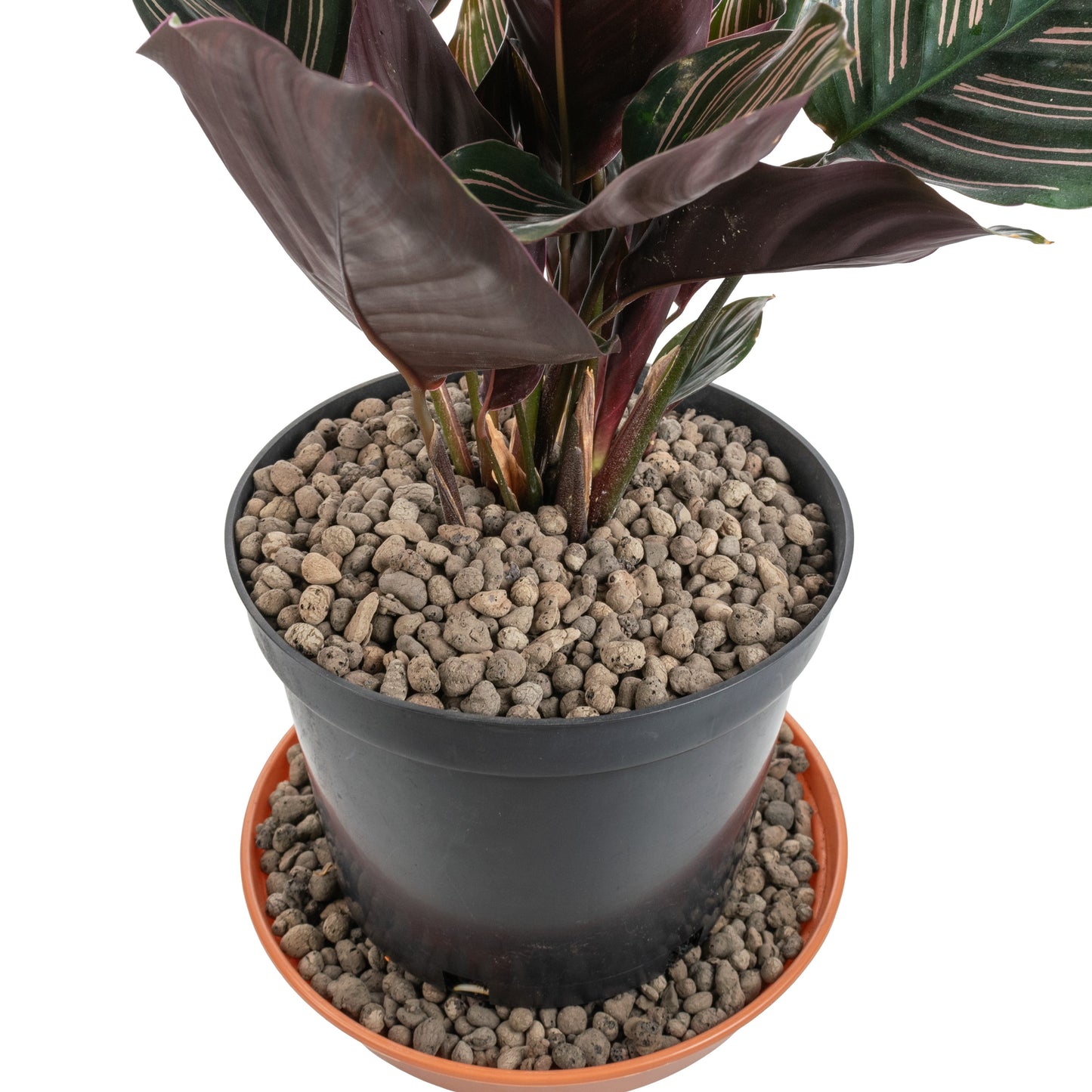 Clay Hydroponic Aggregate Pebbles, 4mm - 8mm