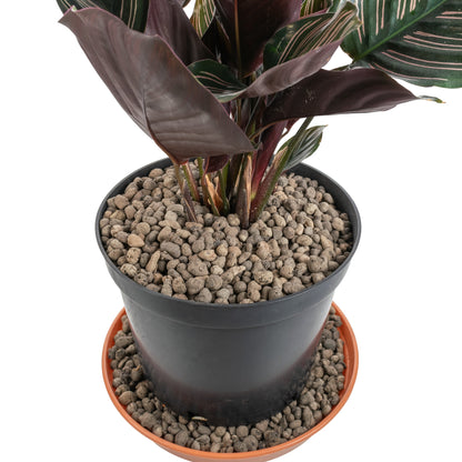 Clay Hydroponic Aggregate Pebbles, 4mm - 8mm