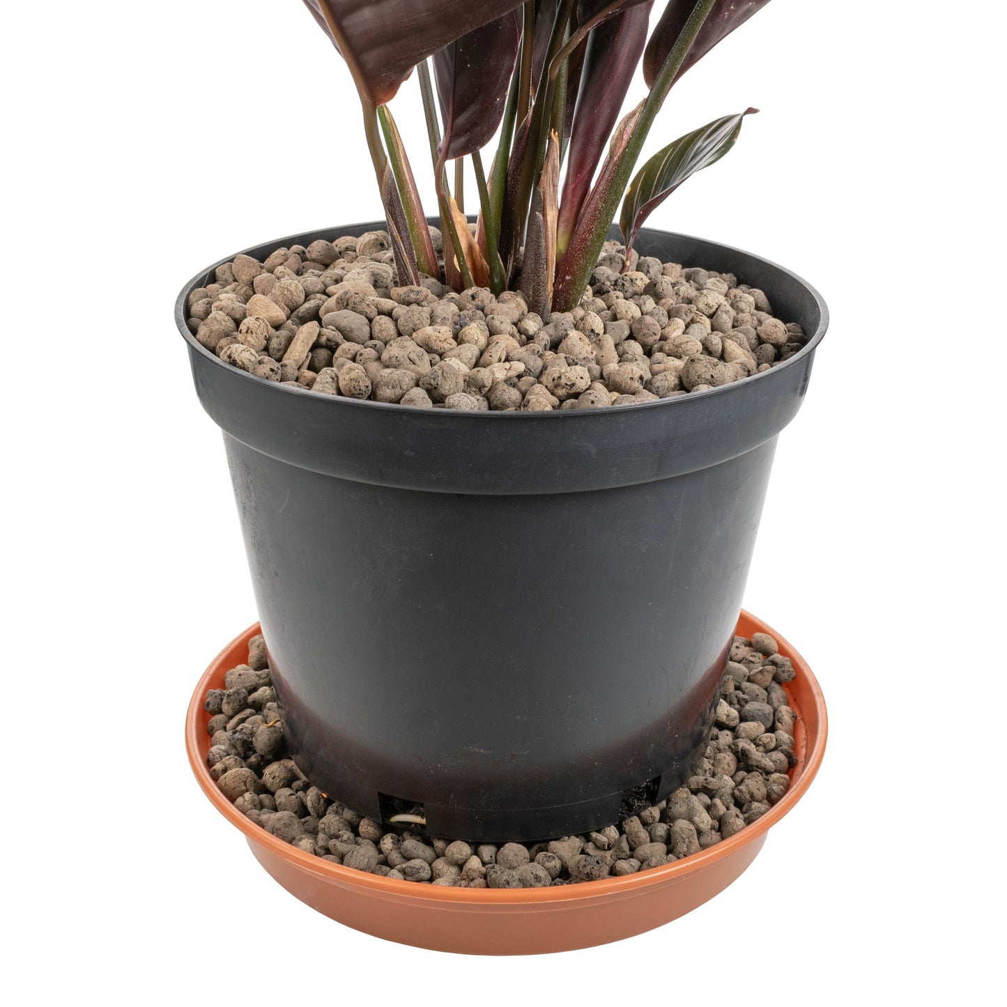 Clay Hydroponic Aggregate Pebbles, 4mm - 8mm
