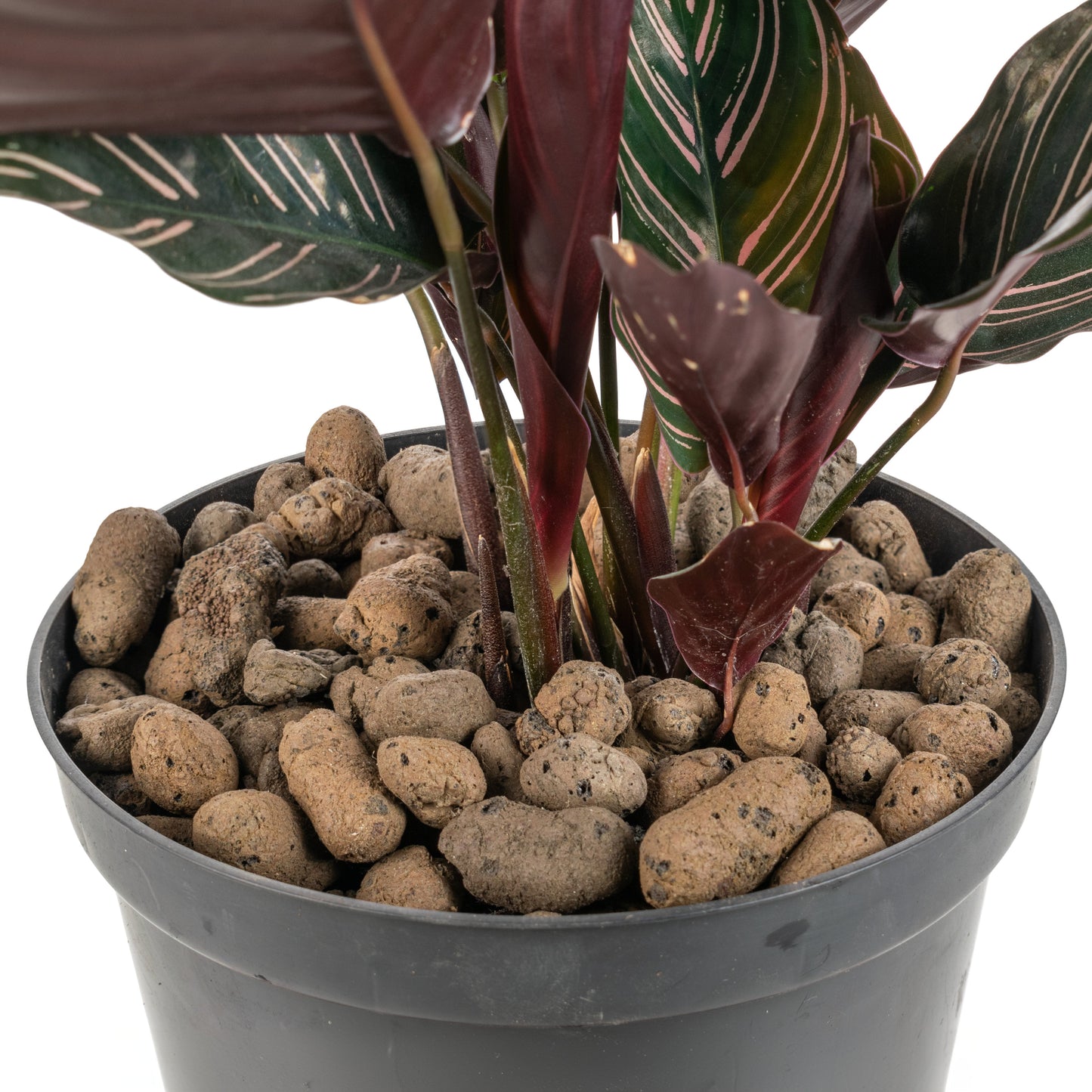 Clay Hydroponic Aggregate Pebbles, 8mm - 16mm
