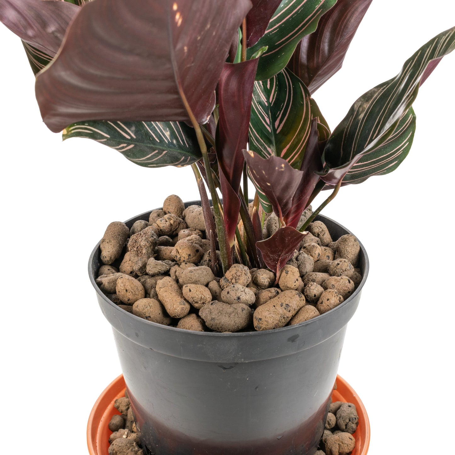 Clay Hydroponic Aggregate Pebbles, 8mm - 16mm