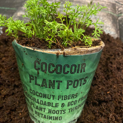 Organic Coconut Coir Fibre Natural Compostable Growing Pot