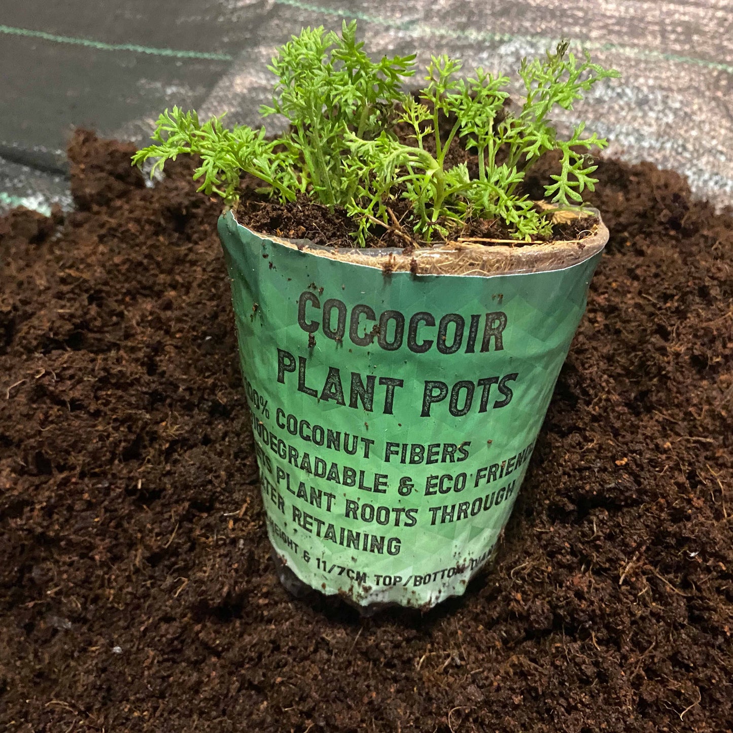 Organic Coconut Coir Fibre Natural Compostable Growing Pot