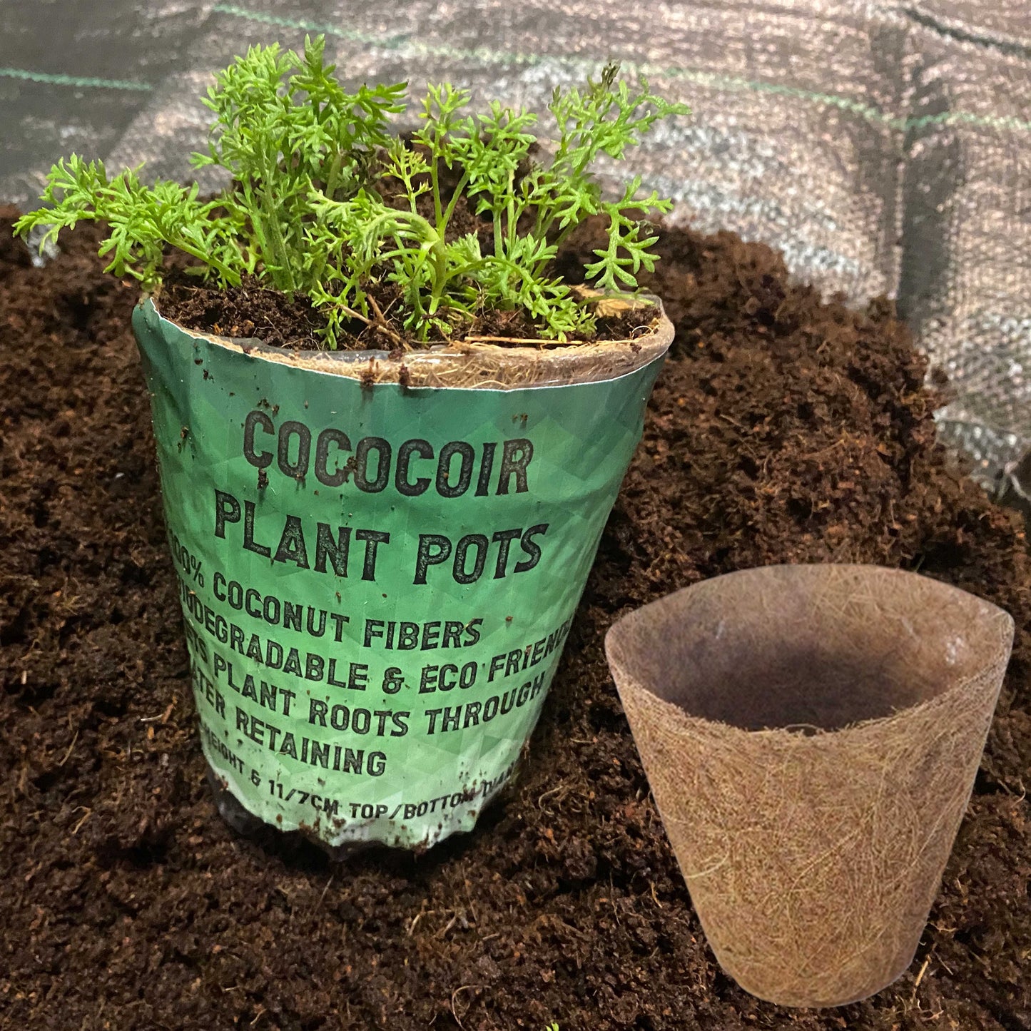 Organic Coconut Coir Fibre Natural Compostable Growing Pot