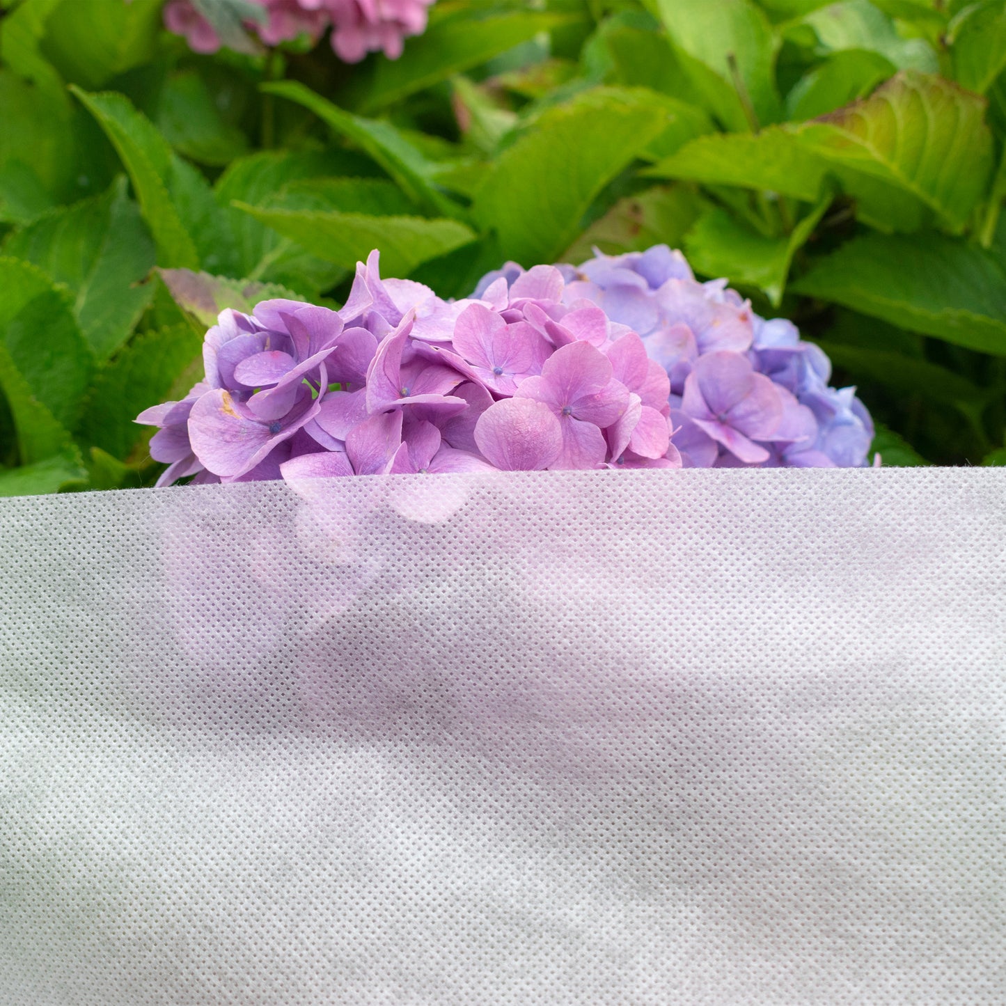 50gsm Non-Woven Frost Protection Fleece 3.2m x 10m