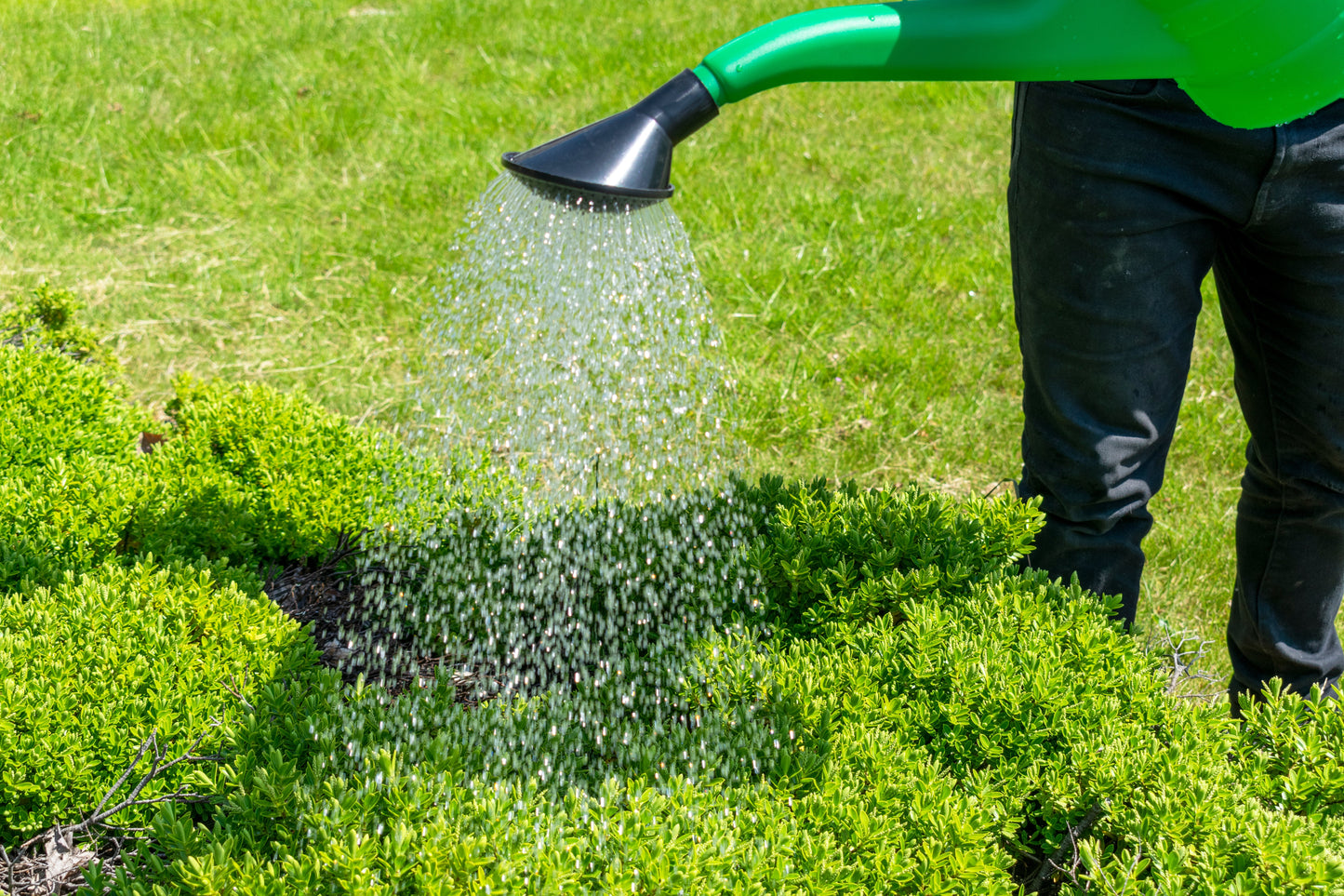 Green Plastic Garden Watering Can, 10 Litres