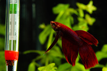 Glass Aquarium Thermometer with Suction Cup